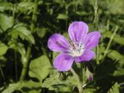 geranium des bois